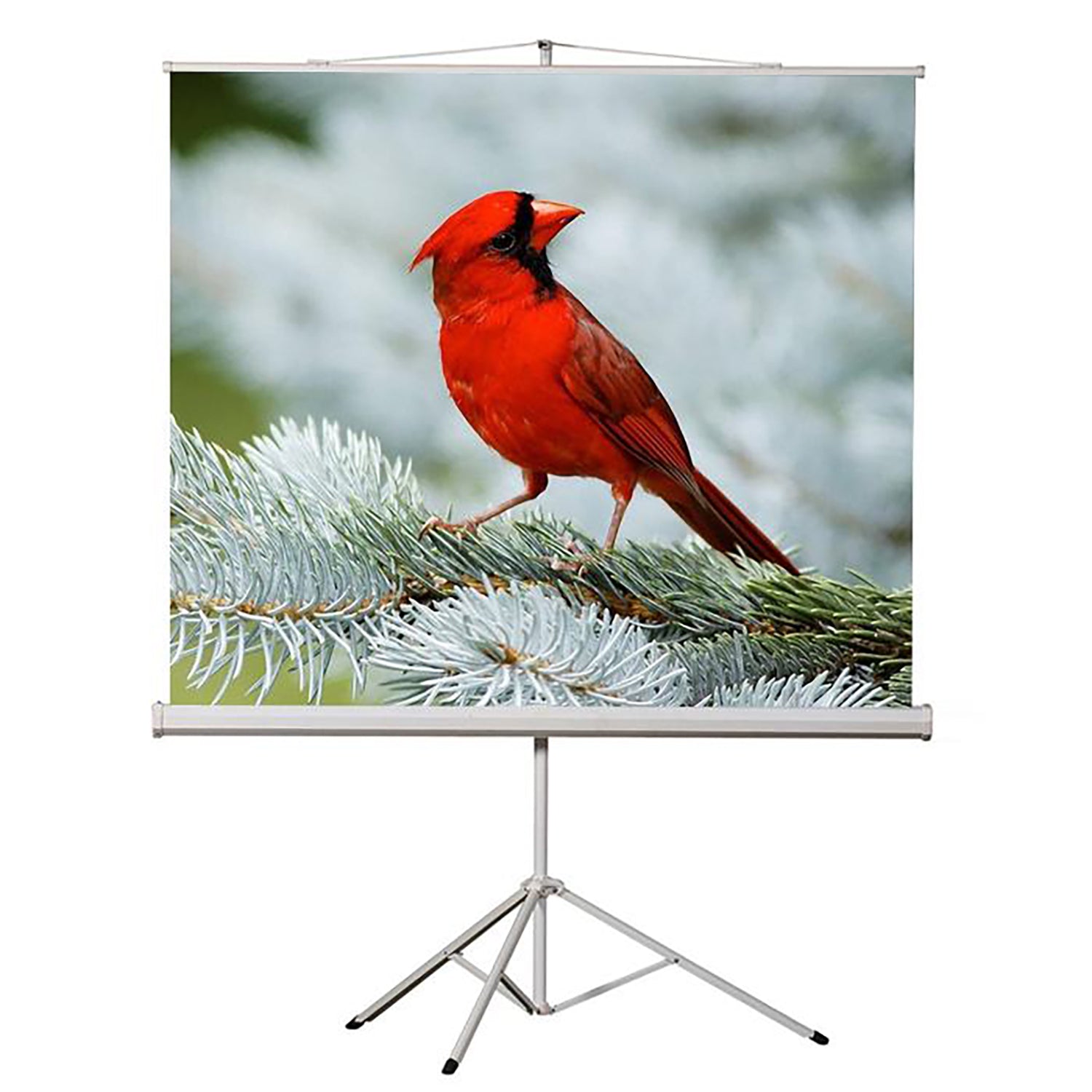 EluneVision - Toile de Projection Portable sur Trépied, Format de Définition Standard 4:3 - Simple Boutique