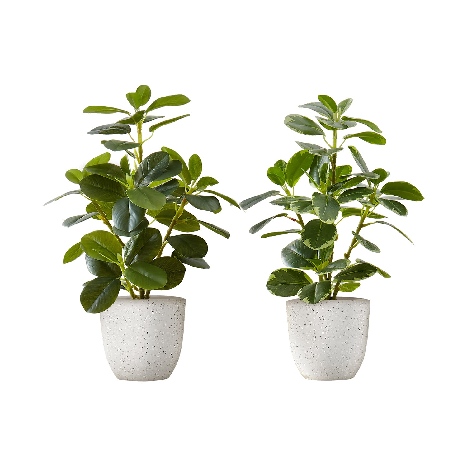 I 9557 - Plante Artificielle, 14" De Haut, Ficus, Intérieur, Faux, Faux, Table, Verdure, Mis En Pot, Ensemble De 2, Décoratif, Feuilles Vertes, Pots Blancs - Simple Boutique