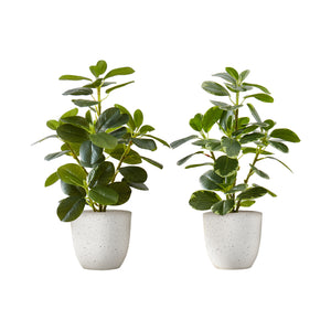 I 9557 - Plante Artificielle, 14" De Haut, Ficus, Intérieur, Faux, Faux, Table, Verdure, Mis En Pot, Ensemble De 2, Décoratif, Feuilles Vertes, Pots Blancs - Simple Boutique
