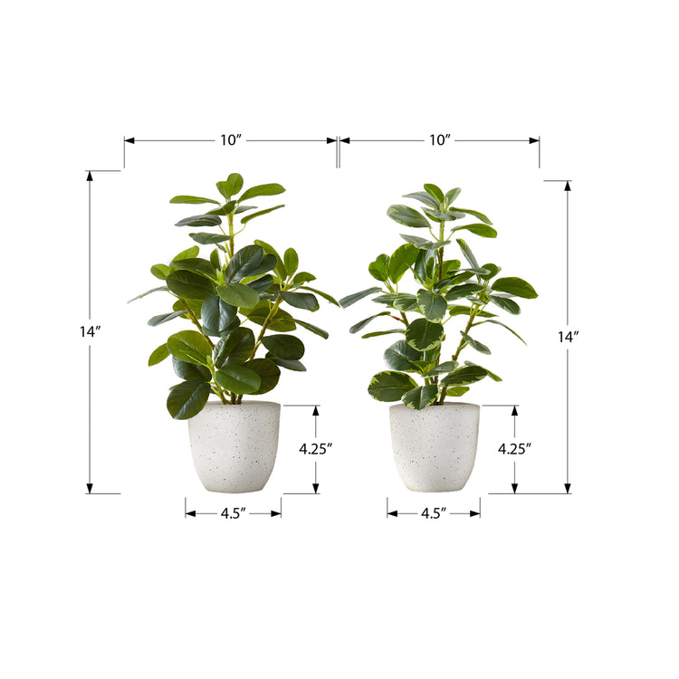 I 9557 - Plante Artificielle, 14" De Haut, Ficus, Intérieur, Faux, Faux, Table, Verdure, Mis En Pot, Ensemble De 2, Décoratif, Feuilles Vertes, Pots Blancs - Simple Boutique