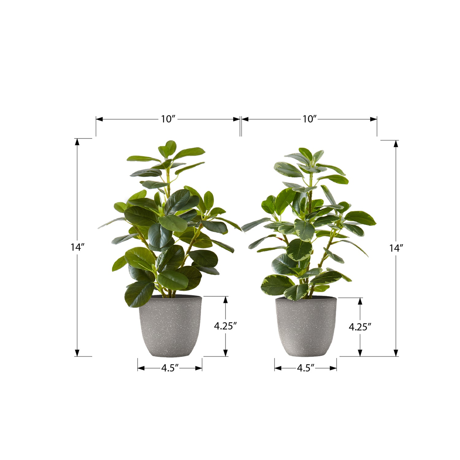 I 9558 - Plante Artificielle, 14" De Haut, Ficus, Intérieur, Faux, Faux, Table, Verdure, Mis En Pot, Ensemble De 2, Décoratif, Feuilles Vertes, Pots Gris - Simple Boutique