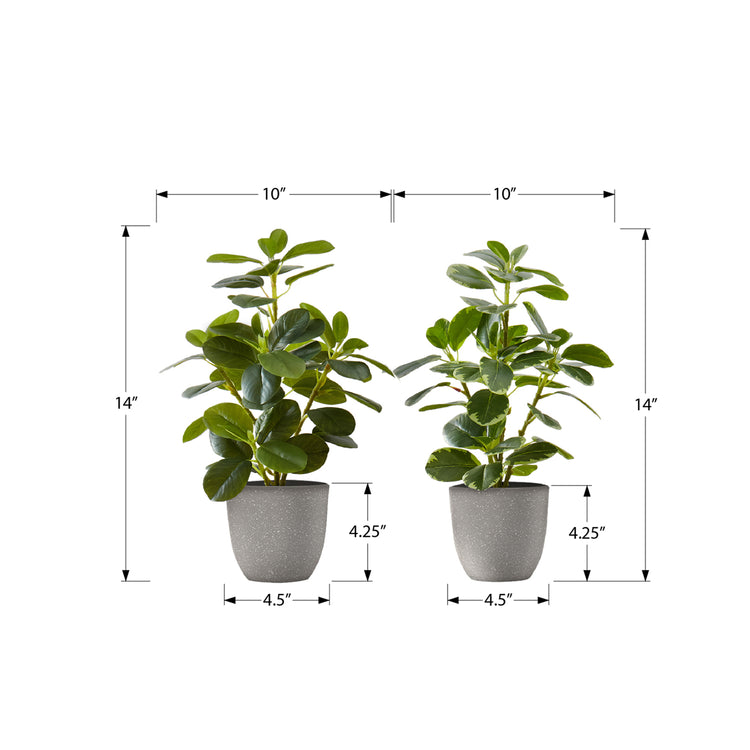 I 9558 - Plante Artificielle, 14" De Haut, Ficus, Intérieur, Faux, Faux, Table, Verdure, Mis En Pot, Ensemble De 2, Décoratif, Feuilles Vertes, Pots Gris - Simple Boutique