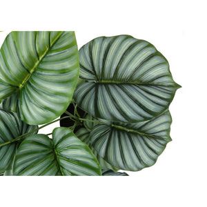 I 9577 - Plante Artificielle, 24" De Haut, Calathée, Intérieur, Faux, Faux, Tableau, Verdure, Mis En Pot, Vraie Touche, Décoratif, Feuilles Vertes, Pot Noir - Simple Boutique