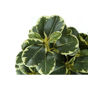 I 9585 - Plante Artificielle, 14" De Haut, Ficus, Intérieur, Faux, Faux, Tableau, Verdure, Mis En Pot, Lot De 2, Décoratif, Feuilles Vertes, Pots Noirs - Simple Boutique
